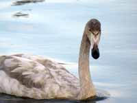 Cygne chanteur Cygnus cygnus