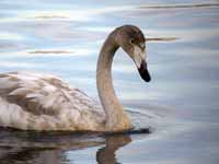 Cygne chanteur Cygnus cygnus