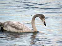 Cygne chanteur Cygnus cygnus