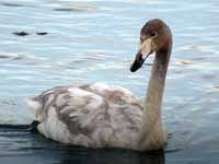 Cygne chanteur Cygnus cygnus