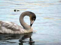 Cygne chanteur Cygnus cygnus