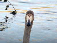 Cygne chanteur Cygnus cygnus