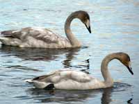 Cygne chanteur Cygnus cygnus