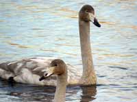 Cygne chanteur Cygnus cygnus