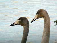 Cygne chanteur Cygnus cygnus