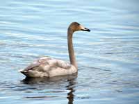 Cygne chanteur Cygnus cygnus