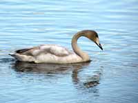 Cygne chanteur Cygnus cygnus