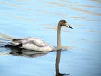 Cygne chanteur Cygnus cygnus