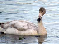 Cygne chanteur Cygnus cygnus