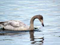 Cygne chanteur Cygnus cygnus