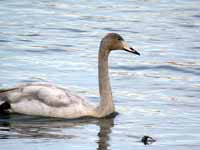 Cygne chanteur Cygnus cygnus