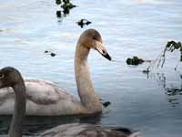 Cygne chanteur Cygnus cygnus