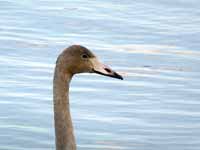 Cygne chanteur Cygnus cygnus