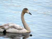 Cygne chanteur Cygnus cygnus