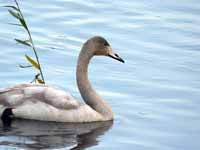 Cygne chanteur Cygnus cygnus