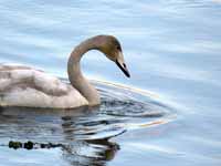 Cygne chanteur Cygnus cygnus