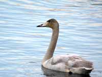 Cygne chanteur Cygnus cygnus