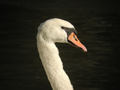 Cygne tuberculé Cygnus olor