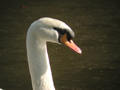 Cygne tuberculé Cygnus olor