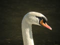 Cygne tuberculé Cygnus olor