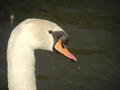 Cygne tuberculé Cygnus olor