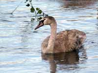 Cygne tuberculé Cygnus olor