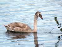 Cygne tuberculé Cygnus olor