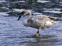 Cygne tuberculé Cygnus olor