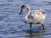 Cygne tuberculé Cygnus olor