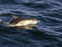 Dauphin commun Delphinus delphis