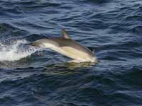 Dauphin commun Delphinus delphis