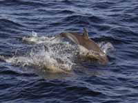 Dauphin commun Delphinus delphis