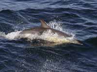 Dauphin commun Delphinus delphis