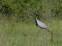 Demoiselle de Numidie Anthropoides virgo ou Grue demoiselle Grus virgo