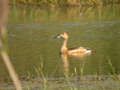 Dendrocygne siffleur Dendrocygna javanica