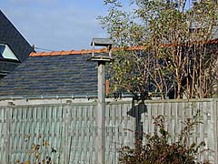 champ du zoom maximal du Coolpix