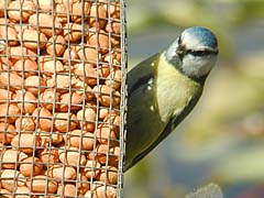 champ avec Kowa 30 x