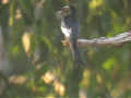 Drongo bronzé Dicrurus aeneus