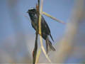 Drongo bronzé Dicrurus aeneus