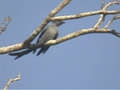 Drongo cendré Dicrurus leucophaeus