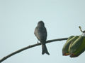 Drongo cendré Dicrurus leucophaeus