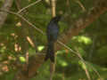 Drongo à raquettes Dicrurus paradiseus