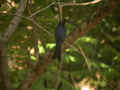 Drongo à raquettes Dicrurus paradiseus