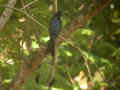 Drongo à raquettes Dicrurus paradiseus