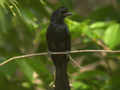 Drongo à raquettes Dicrurus paradiseus