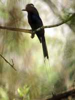 Drongo à raquettes Dicrurus paradiseus