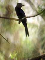 Drongo à raquettes Dicrurus paradiseus