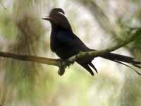 Drongo à raquettes Dicrurus paradiseus