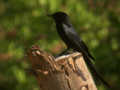 Drongo royal Dicrurus macrocercus