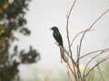 Drongo royal Dicrurus macrocercus